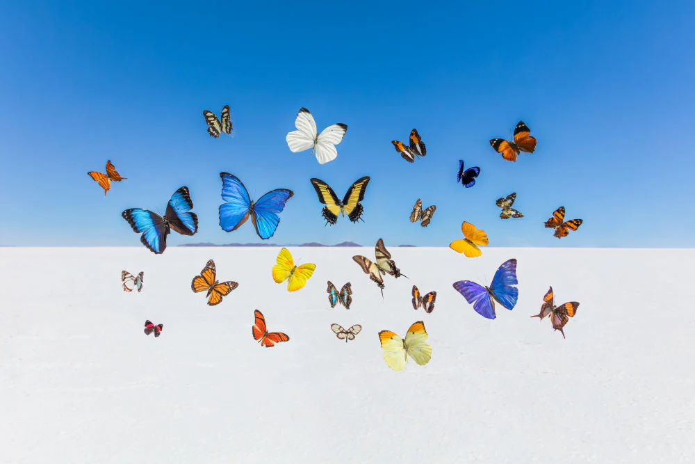 Butterflies