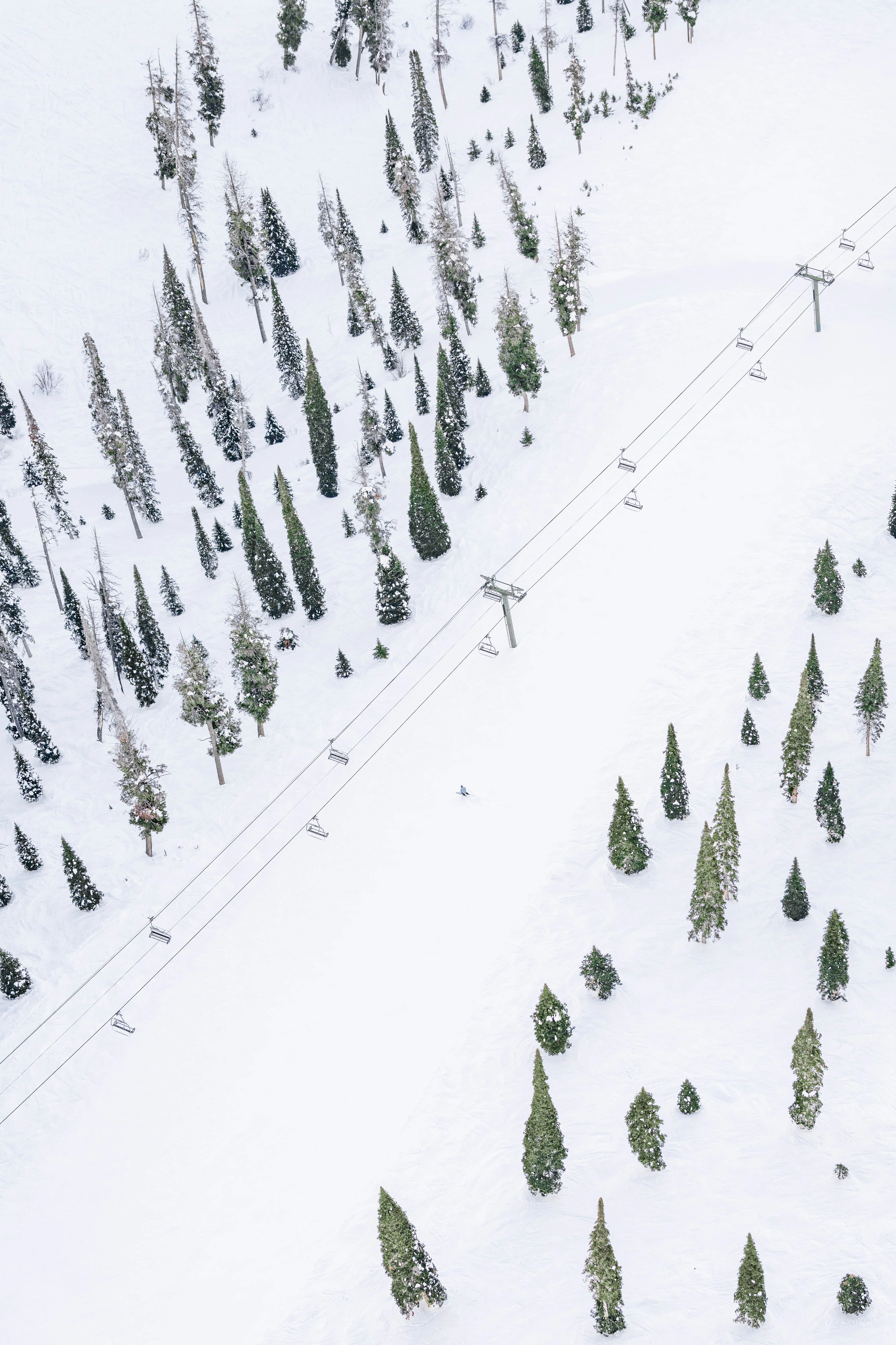 Flying Squirrel, Sun Valley