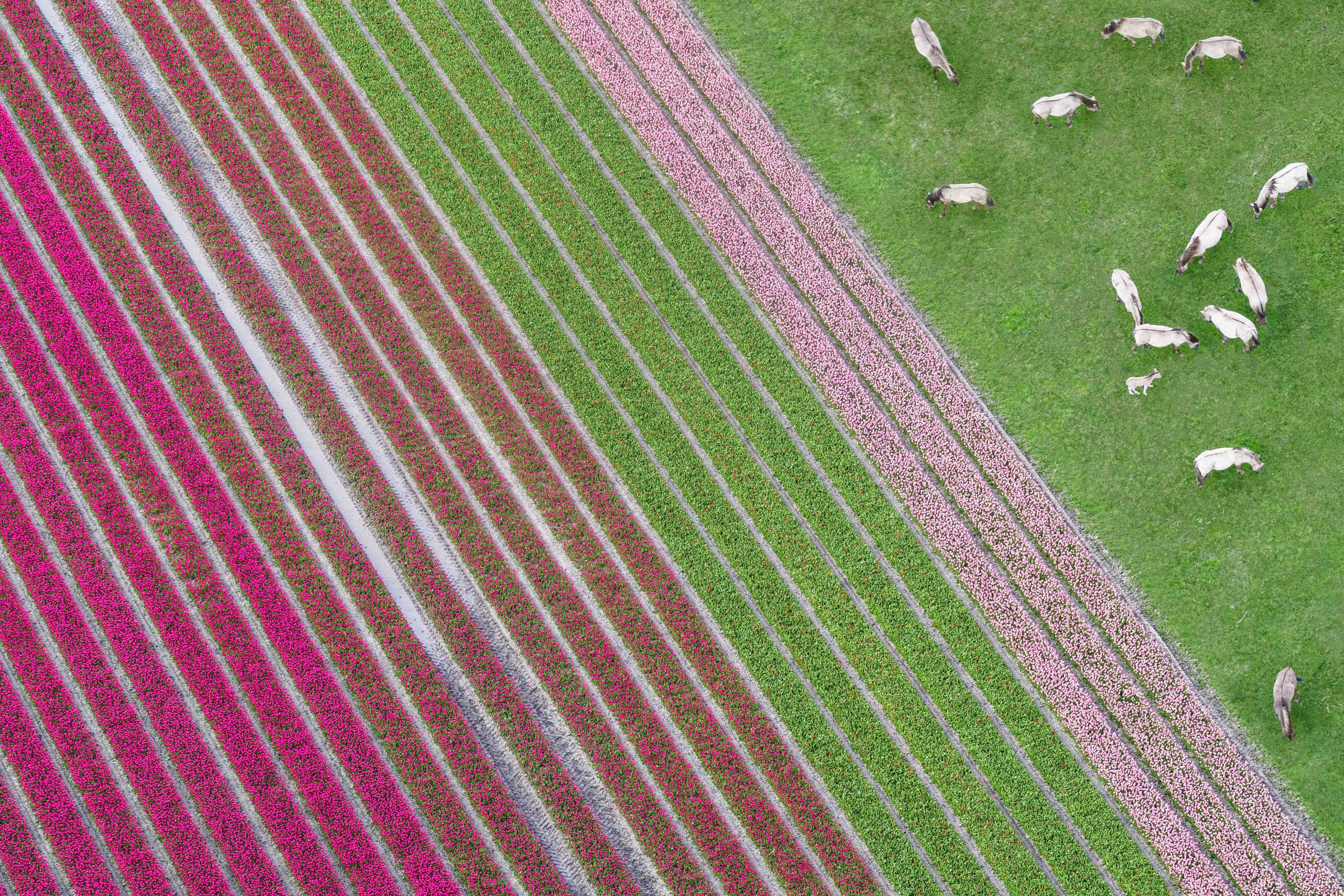 Grazing Horses, Dutch Tulip Fields, Netherlands