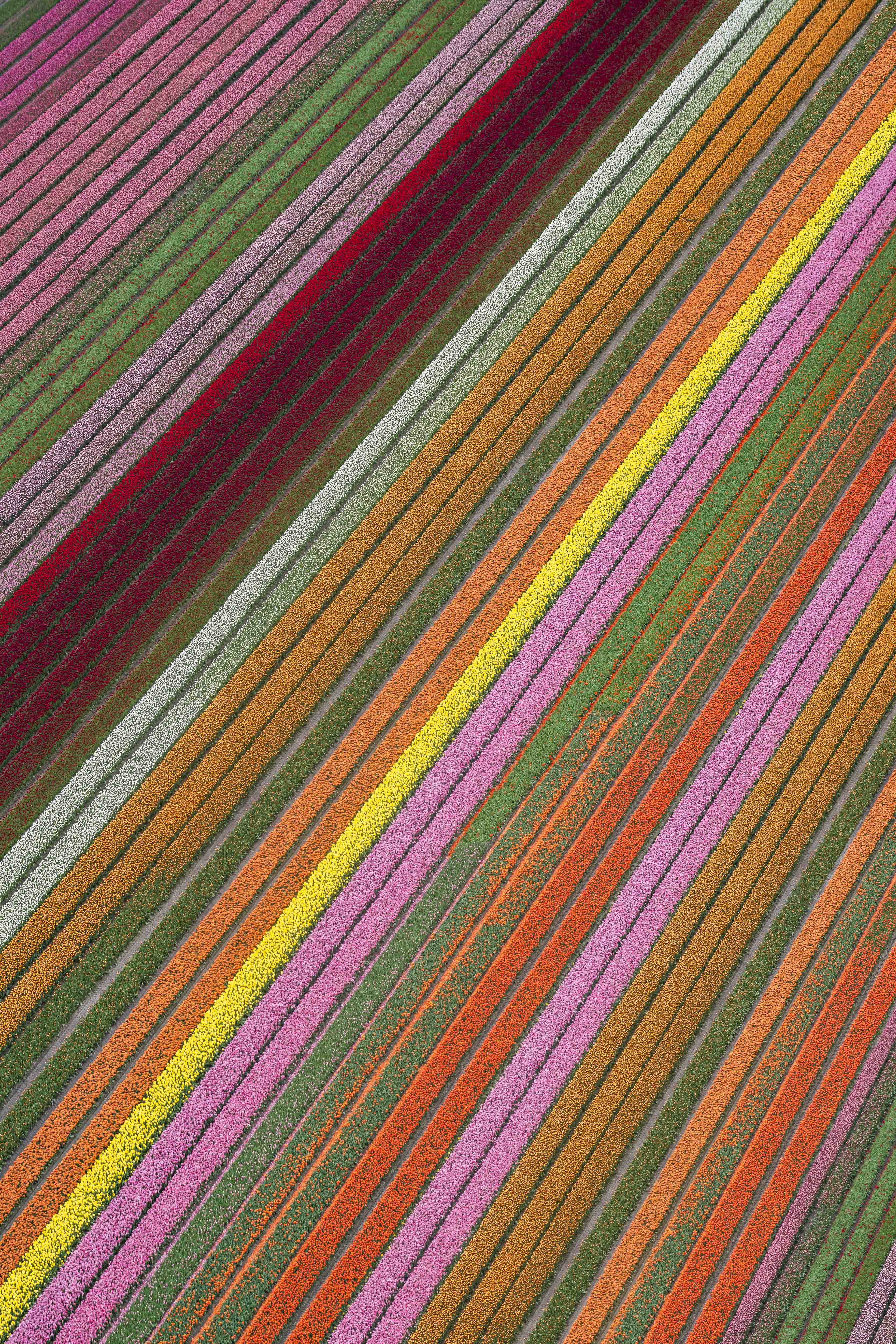 Rainbow Tulip Fields Vertical, Netherlands