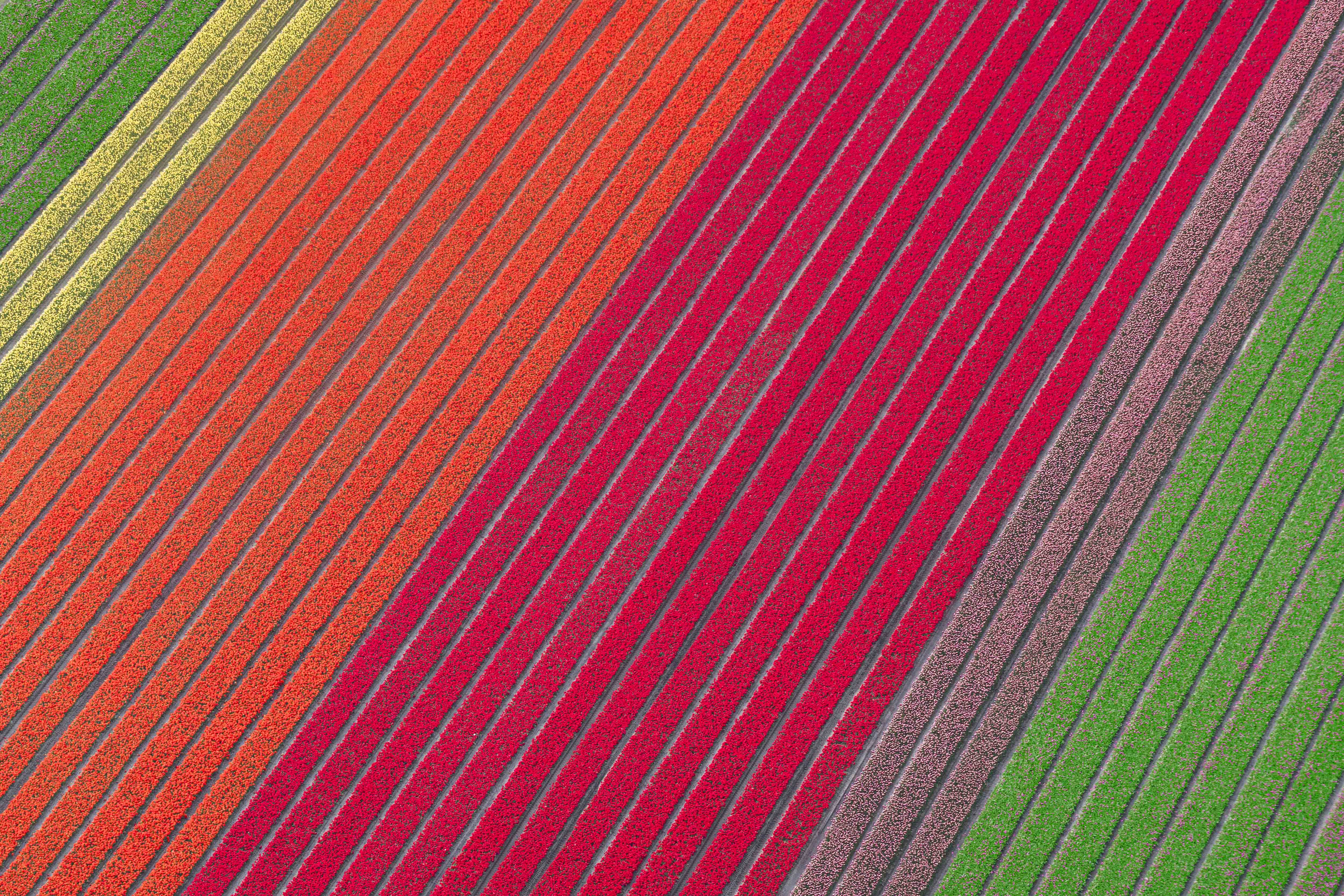 Rows of Color, Dutch Tulip Fields, Netherlands