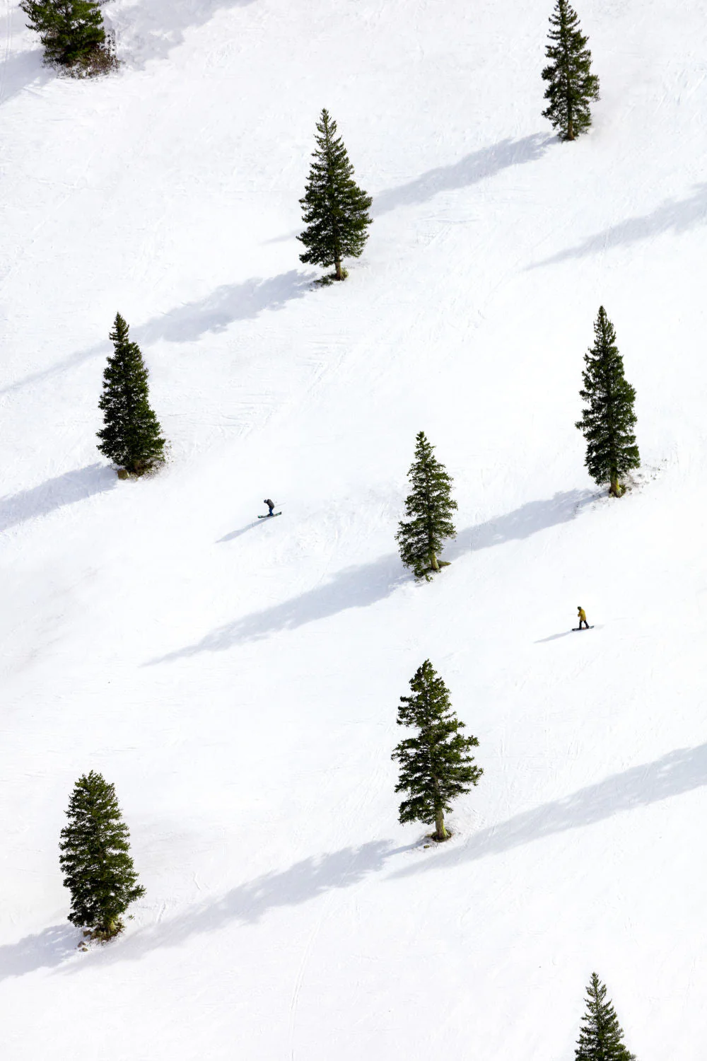 Sheer Bliss, Aspen