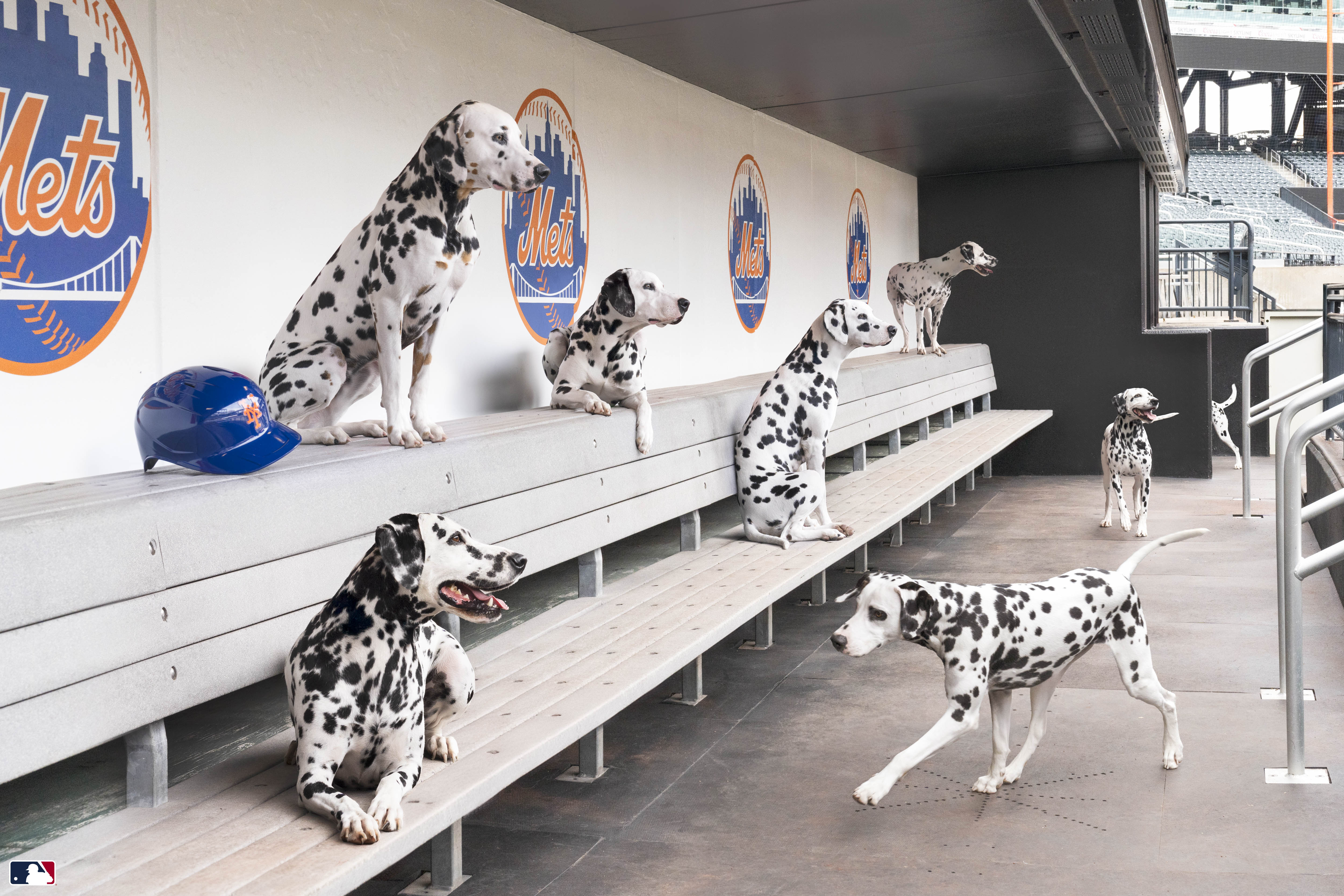 Spotted in the Dugout