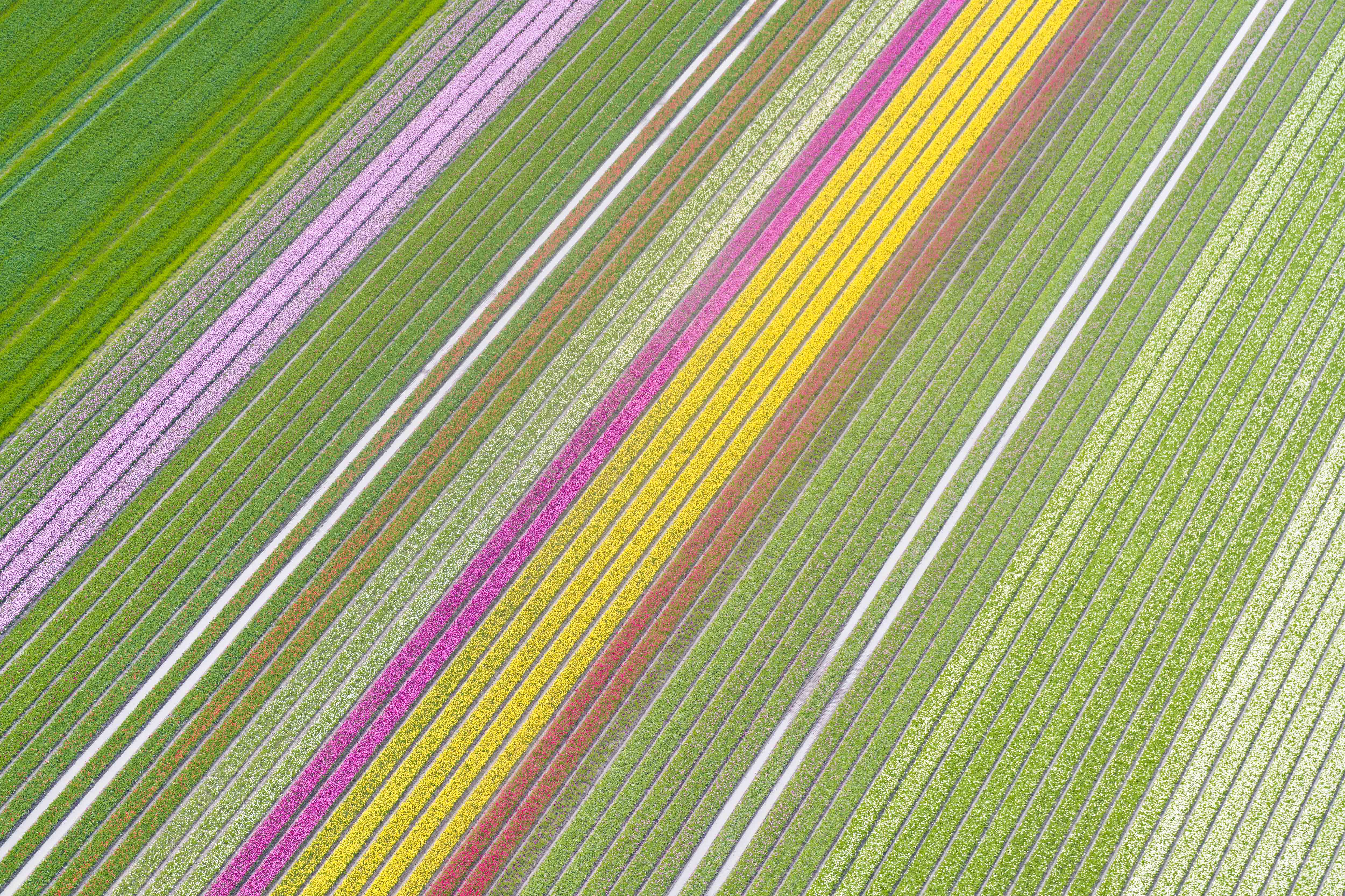 Spring Blooms, Dutch Tulip Fields, Netherlands
