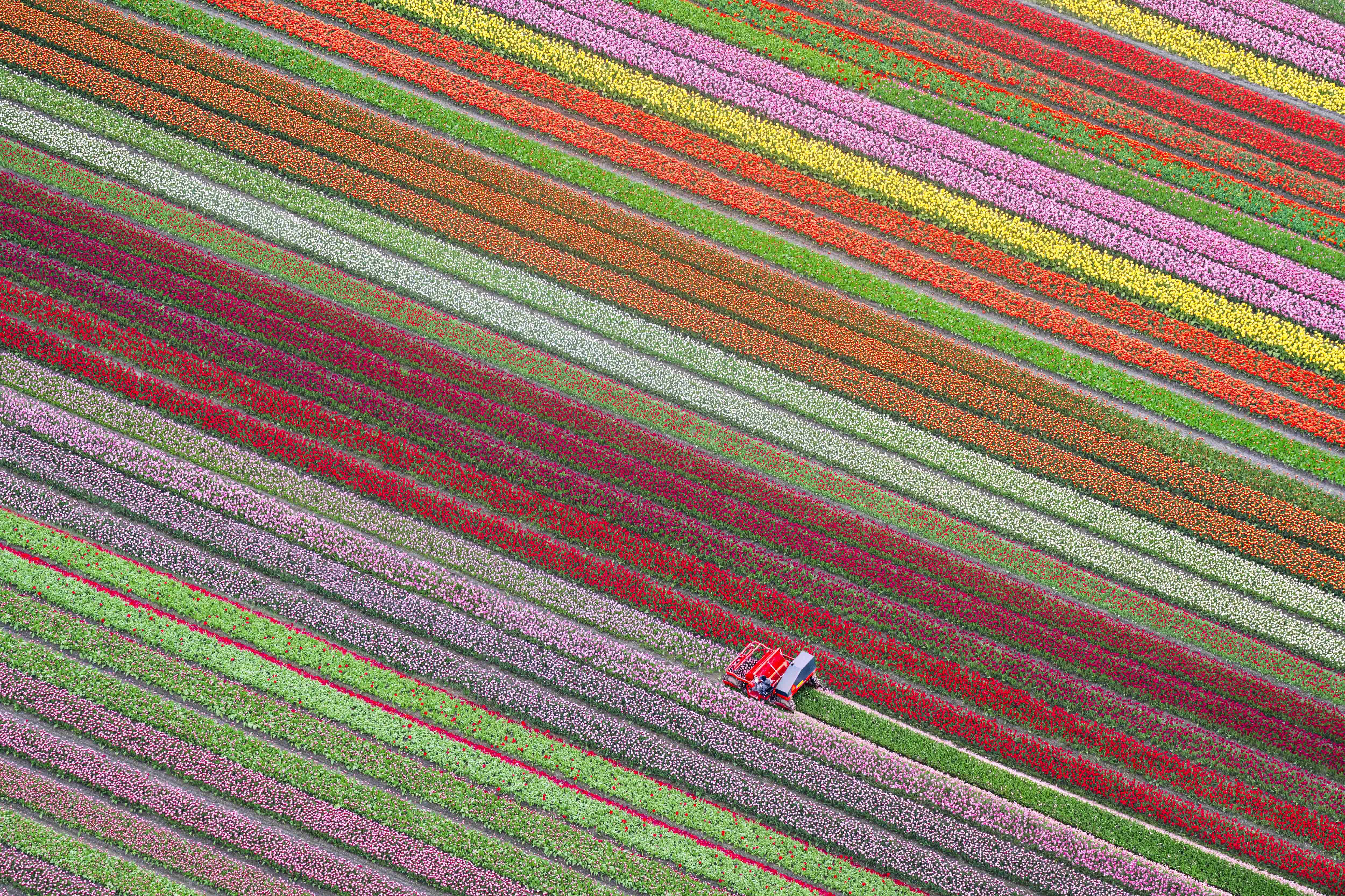 Spring Harvest, Dutch Tulip Fields, Netherlands