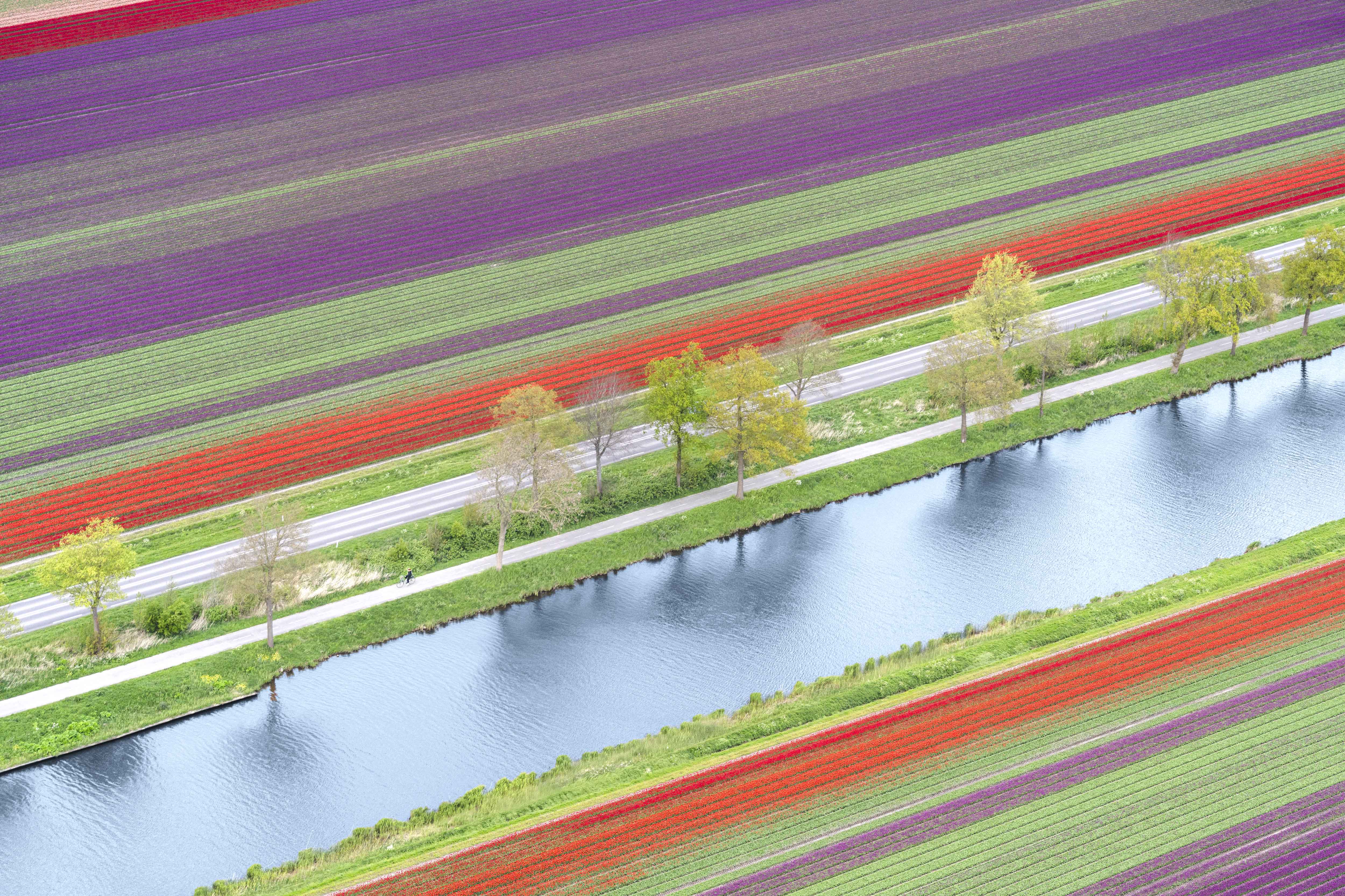 Spring Reflections, Dutch Tulip Fields, Netherlands