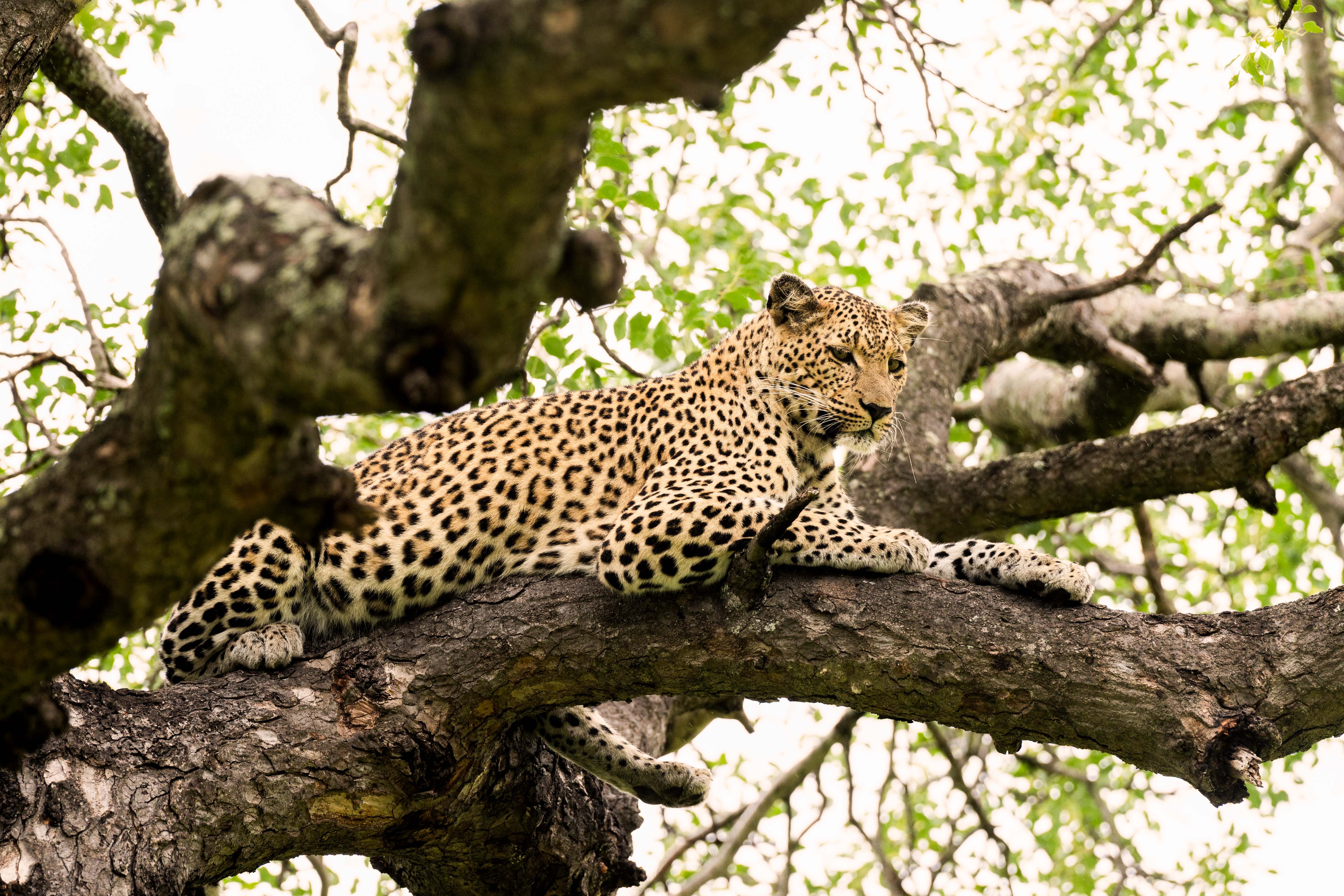 The Tree Leopard, South Africa