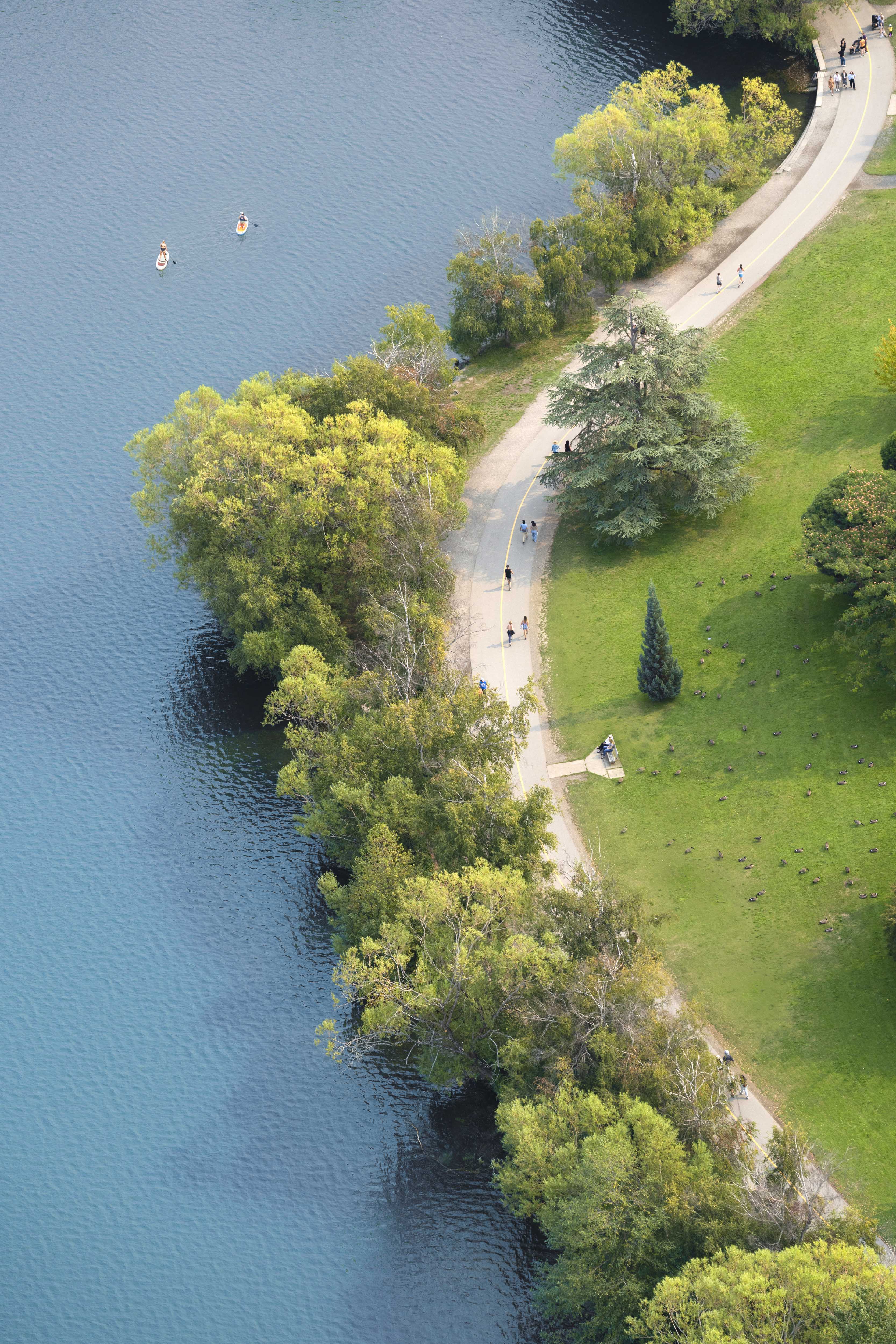 The Walking Path Vertical, Green Lake, Seattle