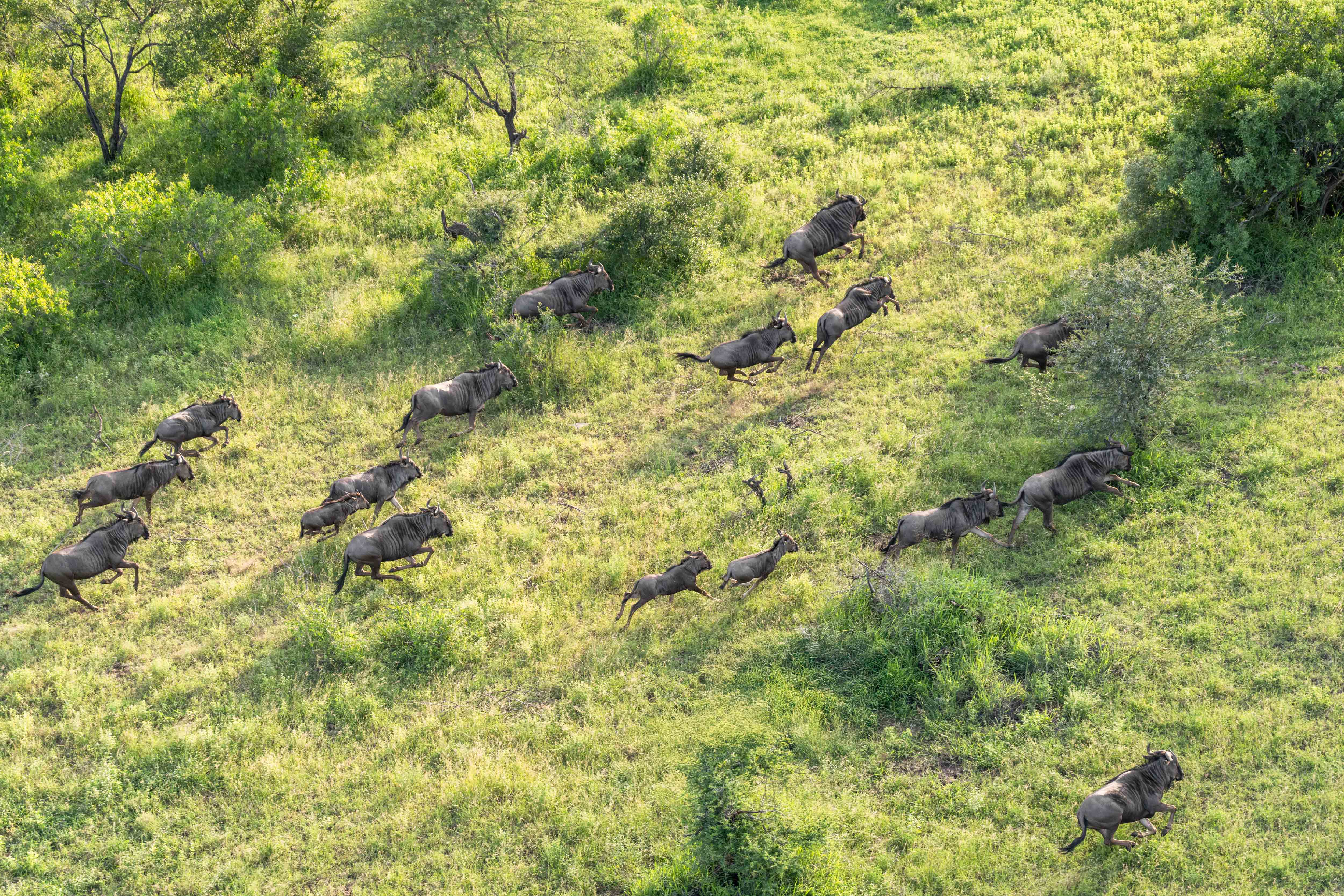 The Wildebeast, South Africa