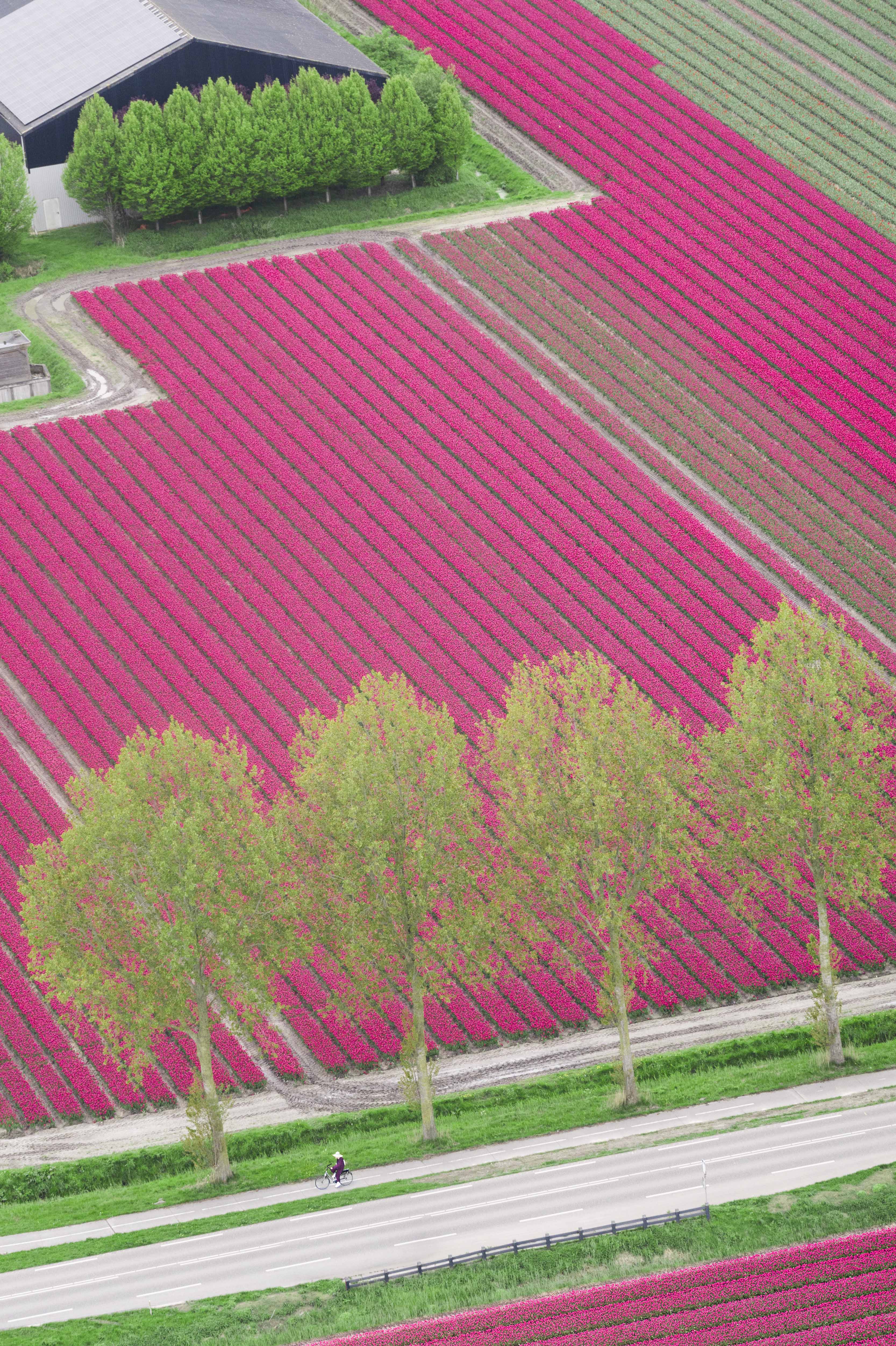 Tulip Farm, Netherlands